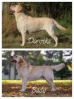 Labradorsk retriever lut ttka s PP