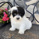 havanese tata k adopci