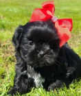 ern tata SHIH TZU k adopci