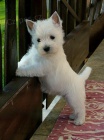 Mini tata West Highland White Terriers k adopci