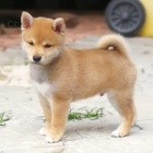 tata shiba inu k adopci