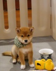 tata shiba inu k adopci