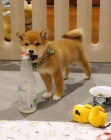 tata shiba inu k adopci