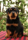 Krsn ttka Rottweiler.