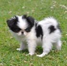 Prodm tata Japanese Chin