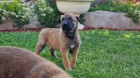 Belgick ovk malinois