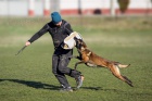 Belgick ovk malinois