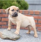 K dispozici tata Boerboel.