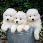 ڞasn Samoyed tata.