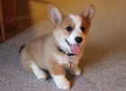 Prodm tata welsh corgi Pembroke.