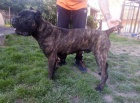 Cane Corso