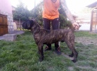 Cane Corso