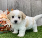 Havanese tata k adopci