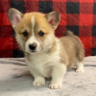 Prodm krsn tata Pembroke Welsh Corgi.