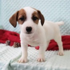 Prodm zdrav tata jack russell terira.