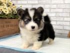 krsn a andlsk tata Pembroke Welsh Corgi na prodej.