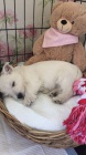 Prodm tata West Highland White Terriers