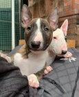 2 Miniaturn tata BullTerrier pro nov domovy