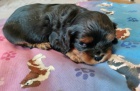 ttka kavalr king charles spaniel s PP