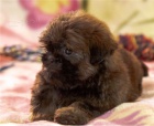 Roztomil ttka shih tzu