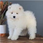 Rozkon tata Samoyed.