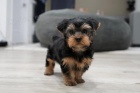 Roztomil ttka Yorkie.