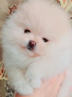 Pomeranian tata