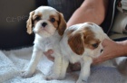 Kavalr king charles spaniel