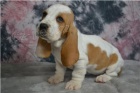 tata Basset Hound.