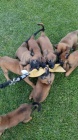 Belgick ovk malinois