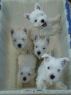 tata West Highland White Terriers k adopci