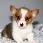 Okovan a oderven tata Pembroke Welsh Corgi k adopci.