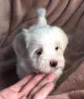 Prodm okovan tata havanese.