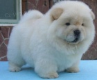 Chow chow dostupn tata na prodej