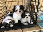 Prodm tata shih tzu