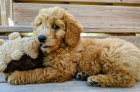 Goldendoodle tata