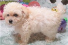 Rozkon tata Maltipoo.