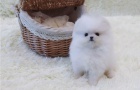 11 tdn star tata Pomeranian.