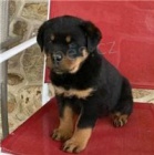 Rottweiler tata Dvky a chlapci.