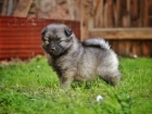 Nmeck pic vl / Keeshond