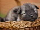 Nmeck pic vl / Keeshond