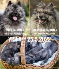 Nmeck pic vl / Keeshond