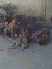 Presa Canario tata