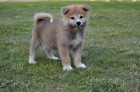 Akita Inu s PP