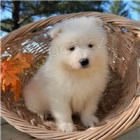 Samoyed bl pes a samice tata.