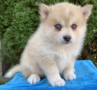 Prodm okovan tata Pomskies (kenec sibisk husky a pomeranian)