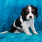 Prodm okovan tata Kavalr King Charles Spaniel.