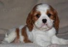 Prodm okovan tata Kavalr King Charles Spaniel.