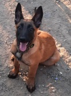 Malinois 