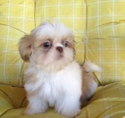 Rozkon tata Shih Tzu.